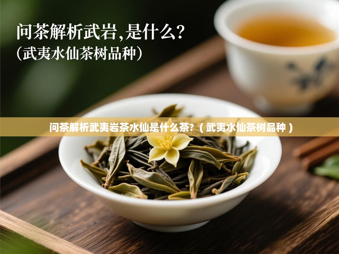  问茶解析武夷岩茶水仙是什么茶?  ( 武夷水仙茶树品种 )
