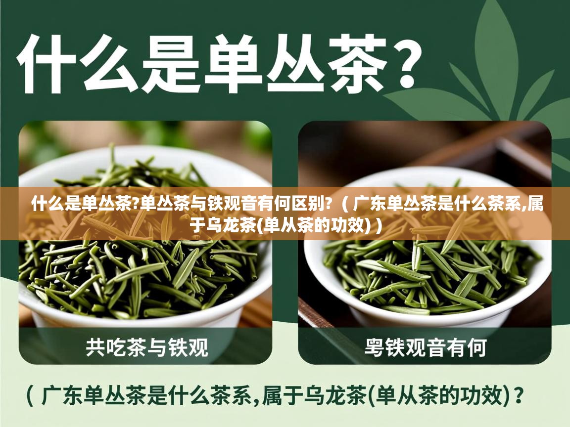  什么是单丛茶?单丛茶与铁观音有何区别?  ( 广东单丛茶是什么茶系,属于乌龙茶(单从茶的功效) )