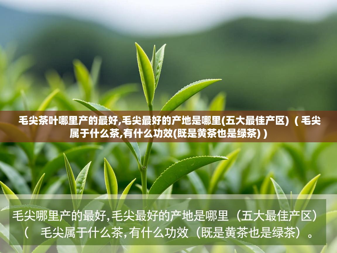  毛尖茶叶哪里产的最好,毛尖最好的产地是哪里(五大最佳产区)  ( 毛尖属于什么茶,有什么功效(既是黄茶也是绿茶) )