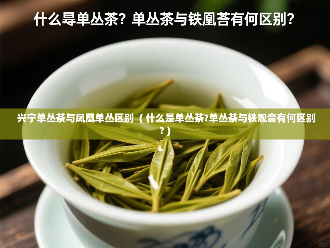  兴宁单丛茶与凤凰单丛区别  ( 什么是单丛茶?单丛茶与铁观音有何区别? )
