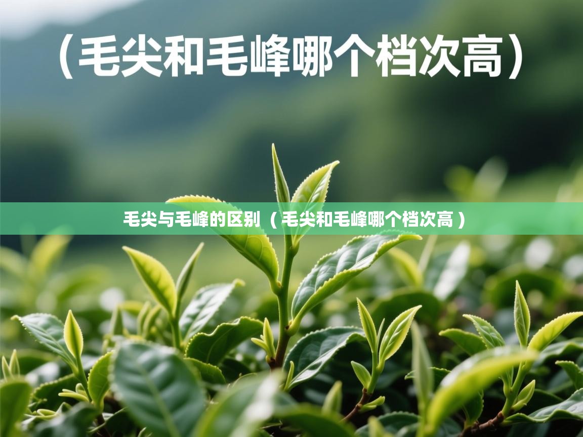  毛尖与毛峰的区别  ( 毛尖和毛峰哪个档次高 )