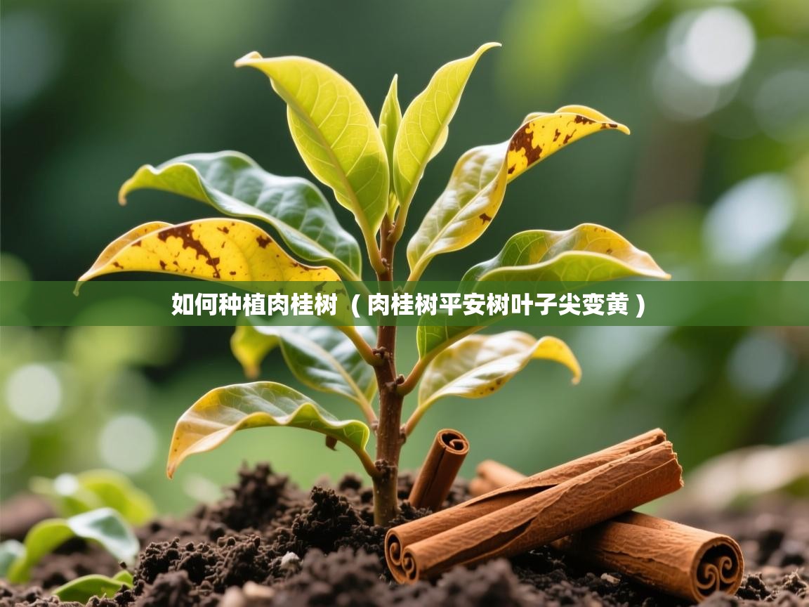  如何种植肉桂树  ( 肉桂树平安树叶子尖变黄 )