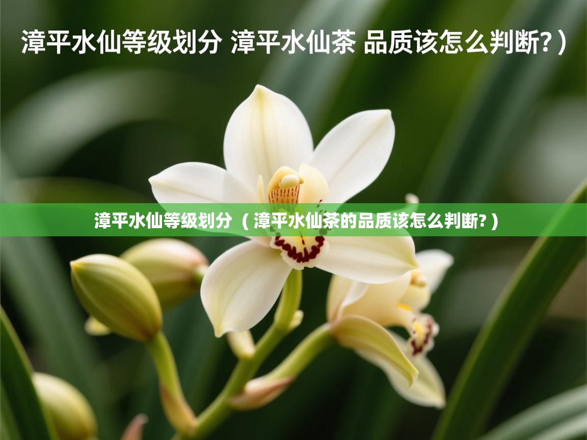  漳平水仙等级划分  ( 漳平水仙茶的品质该怎么判断? )