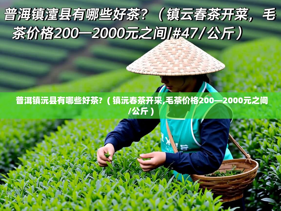  普洱镇沅县有哪些好茶?  ( 镇沅春茶开采,毛茶价格200—2000元之间/公斤 )