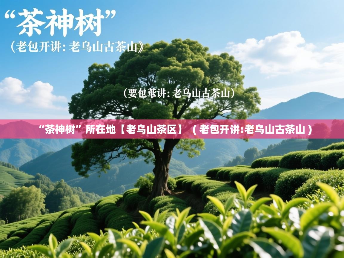  “茶神树”所在地【老乌山茶区】  ( 老包开讲:老乌山古茶山 )