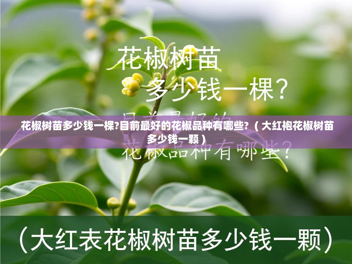  花椒树苗多少钱一棵?目前最好的花椒品种有哪些?  ( 大红袍花椒树苗多少钱一颗 )