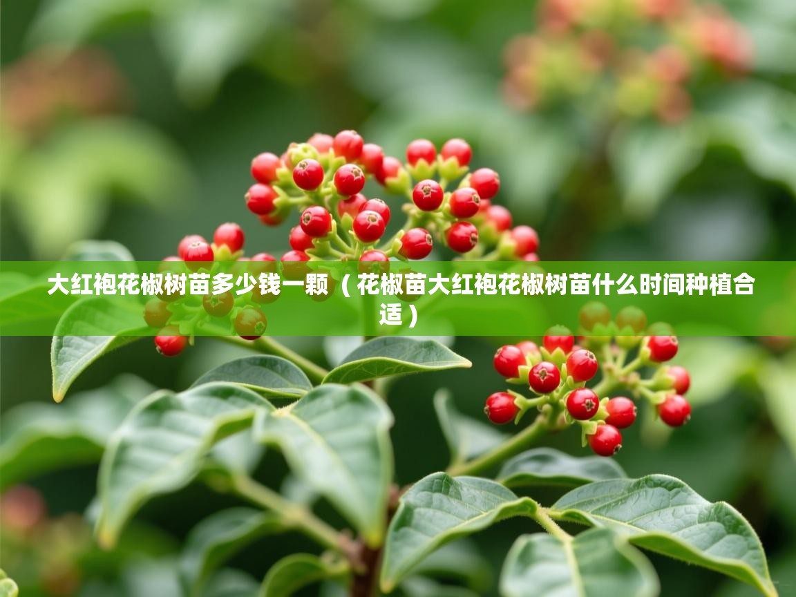  大红袍花椒树苗多少钱一颗  ( 花椒苗大红袍花椒树苗什么时间种植合适 )