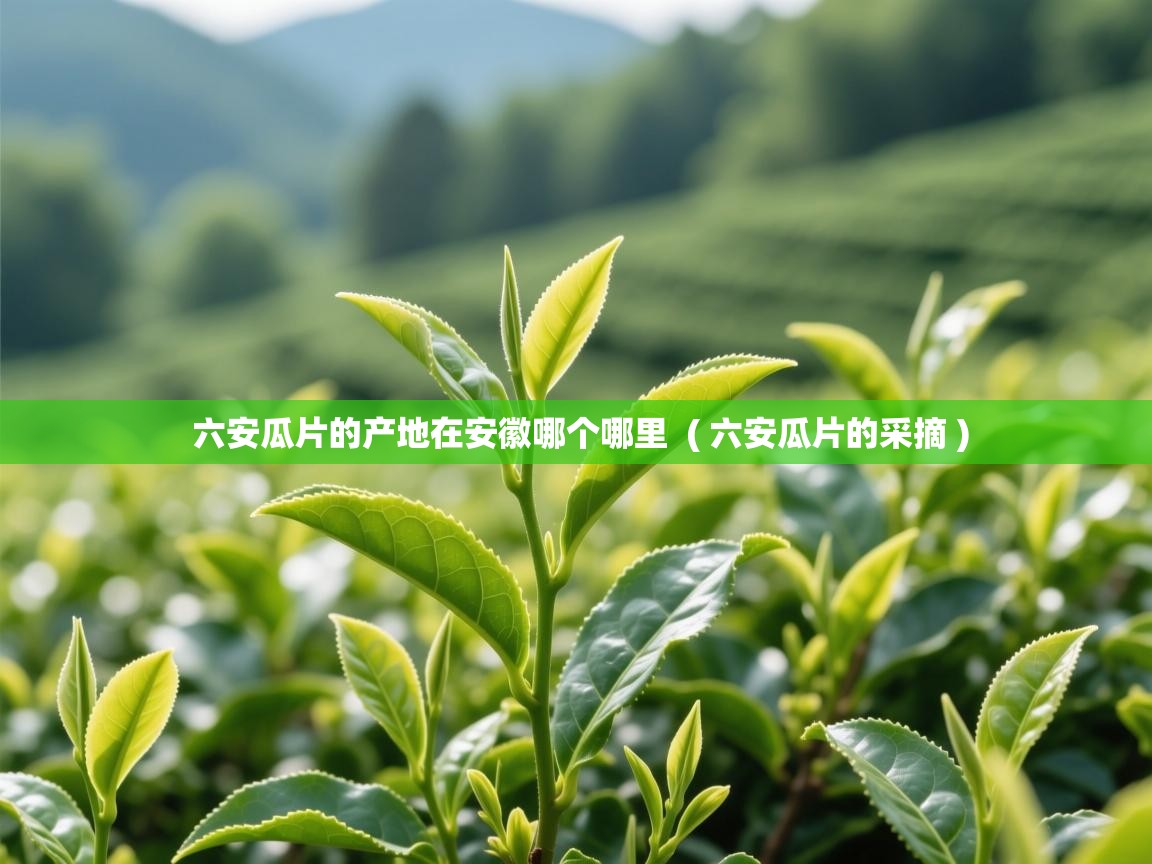  六安瓜片的产地在安徽哪个哪里  ( 六安瓜片的采摘 )