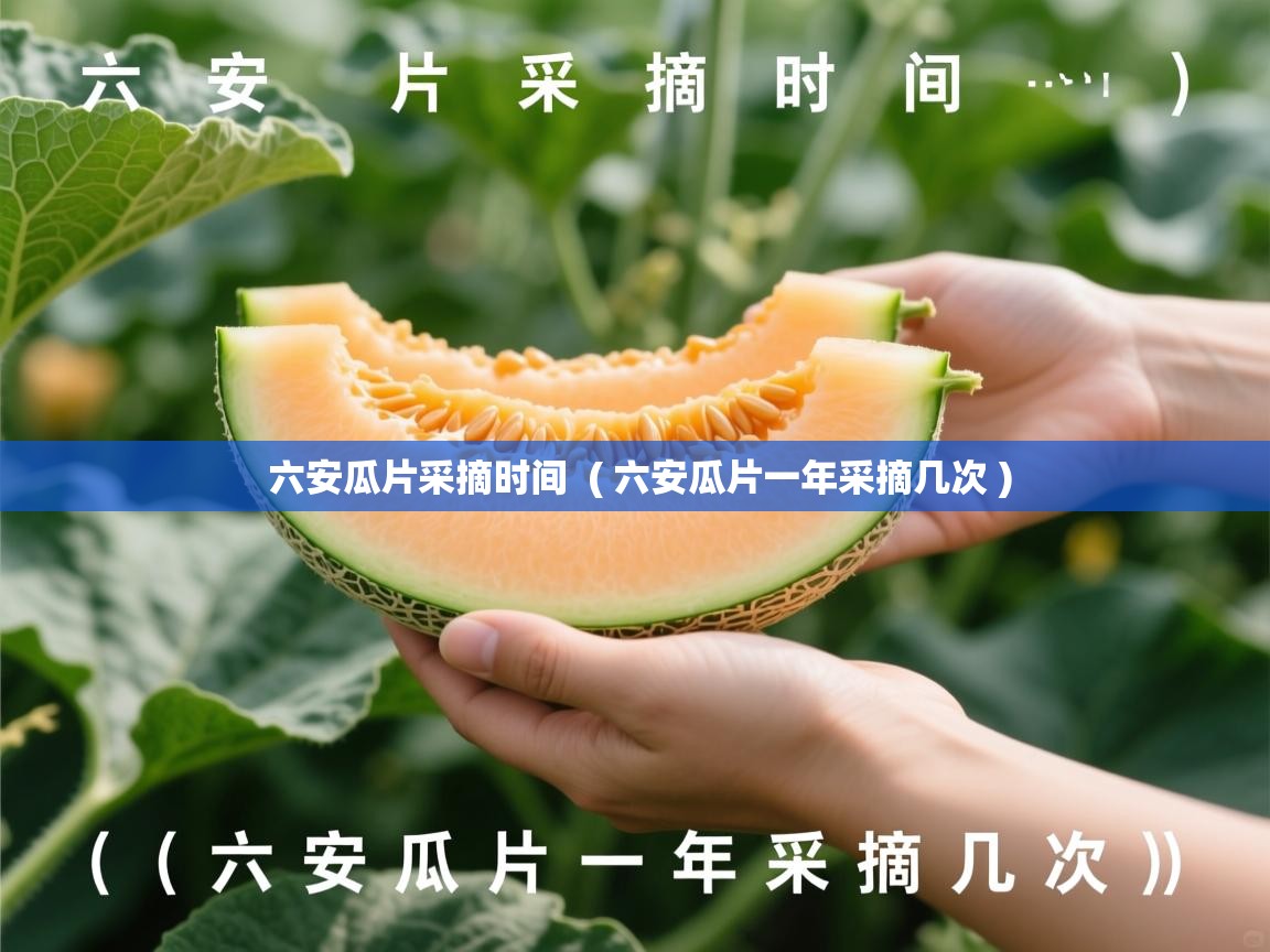  六安瓜片采摘时间  ( 六安瓜片一年采摘几次 )