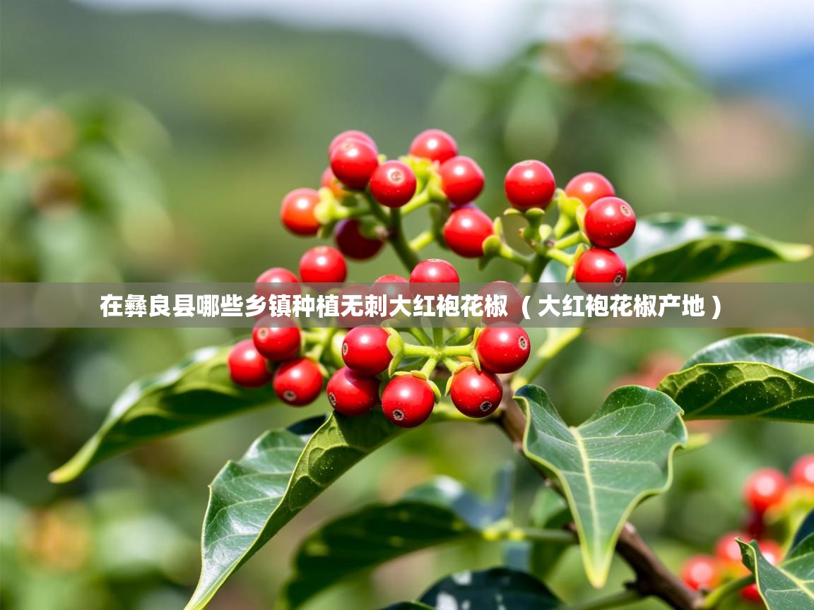  在彝良县哪些乡镇种植无刺大红袍花椒  ( 大红袍花椒产地 )