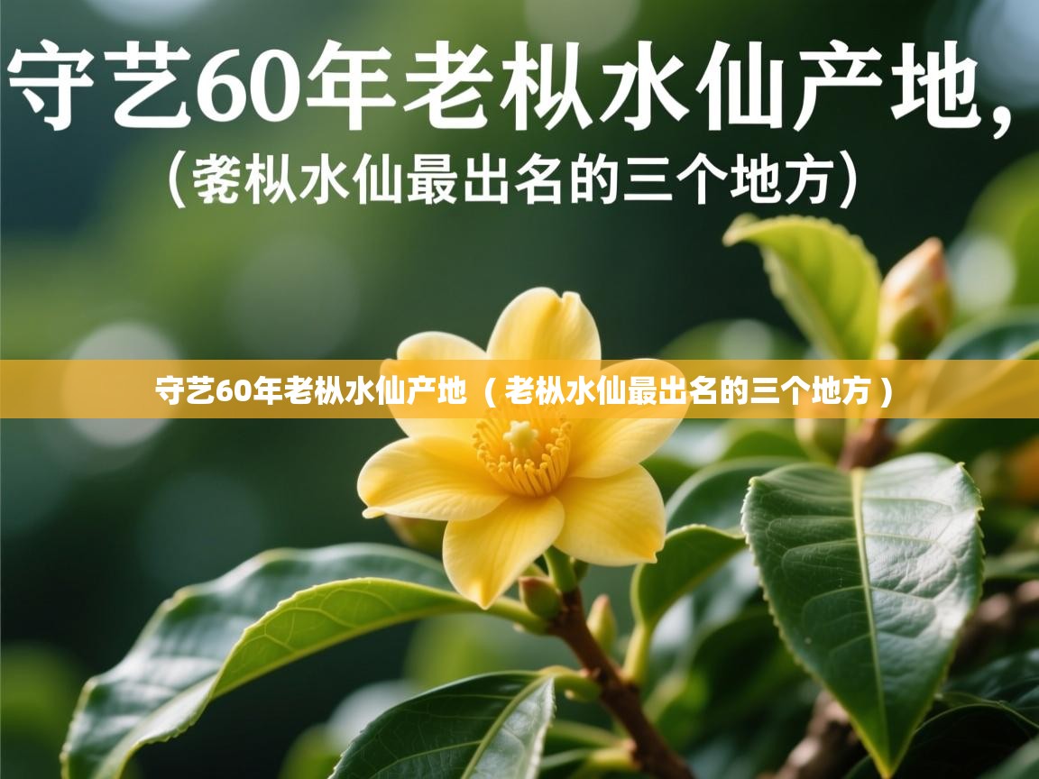  守艺60年老枞水仙产地  ( 老枞水仙最出名的三个地方 )