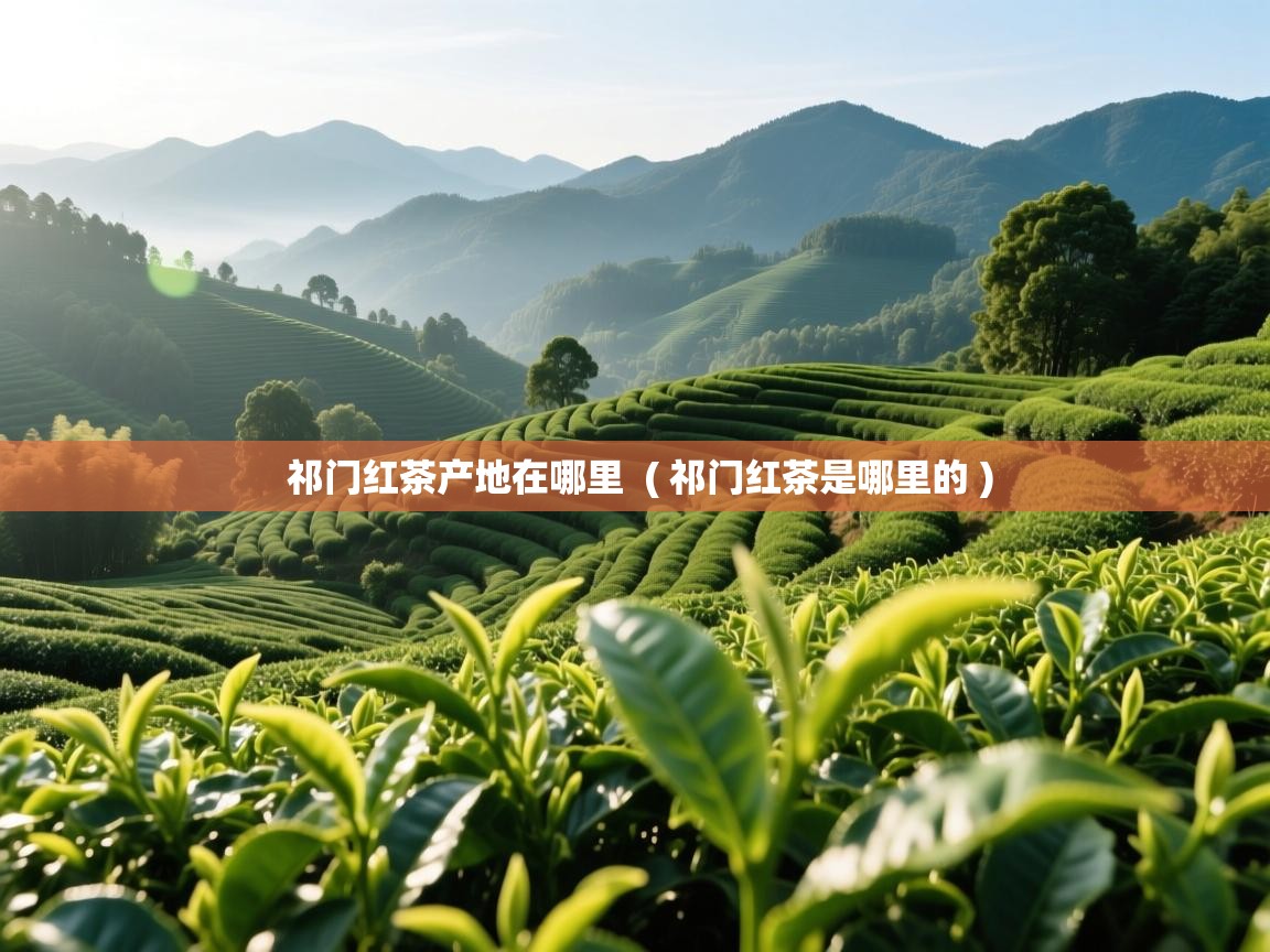  祁门红茶产地在哪里  ( 祁门红茶是哪里的 )