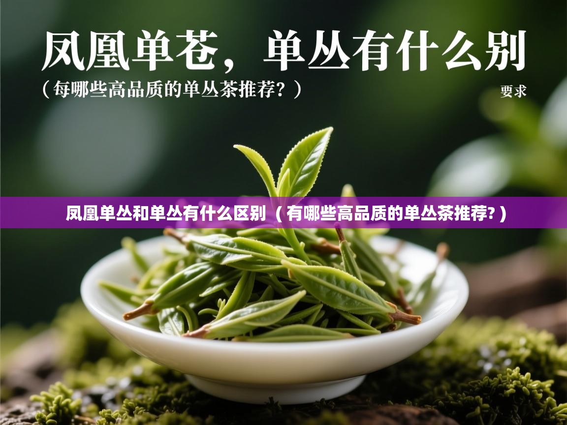  凤凰单丛和单丛有什么区别  ( 有哪些高品质的单丛茶推荐? )