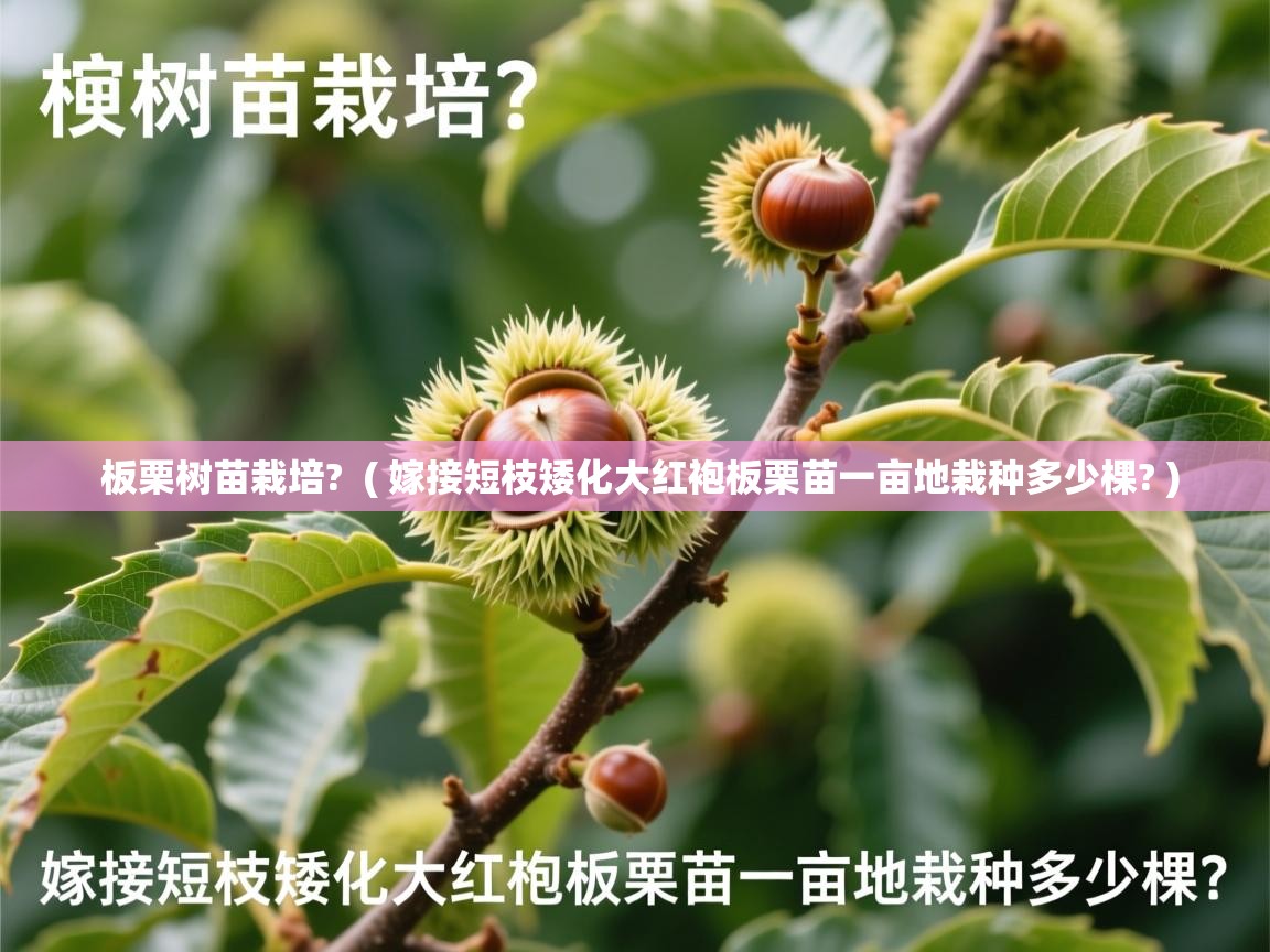  板栗树苗栽培?  ( 嫁接短枝矮化大红袍板栗苗一亩地栽种多少棵? )