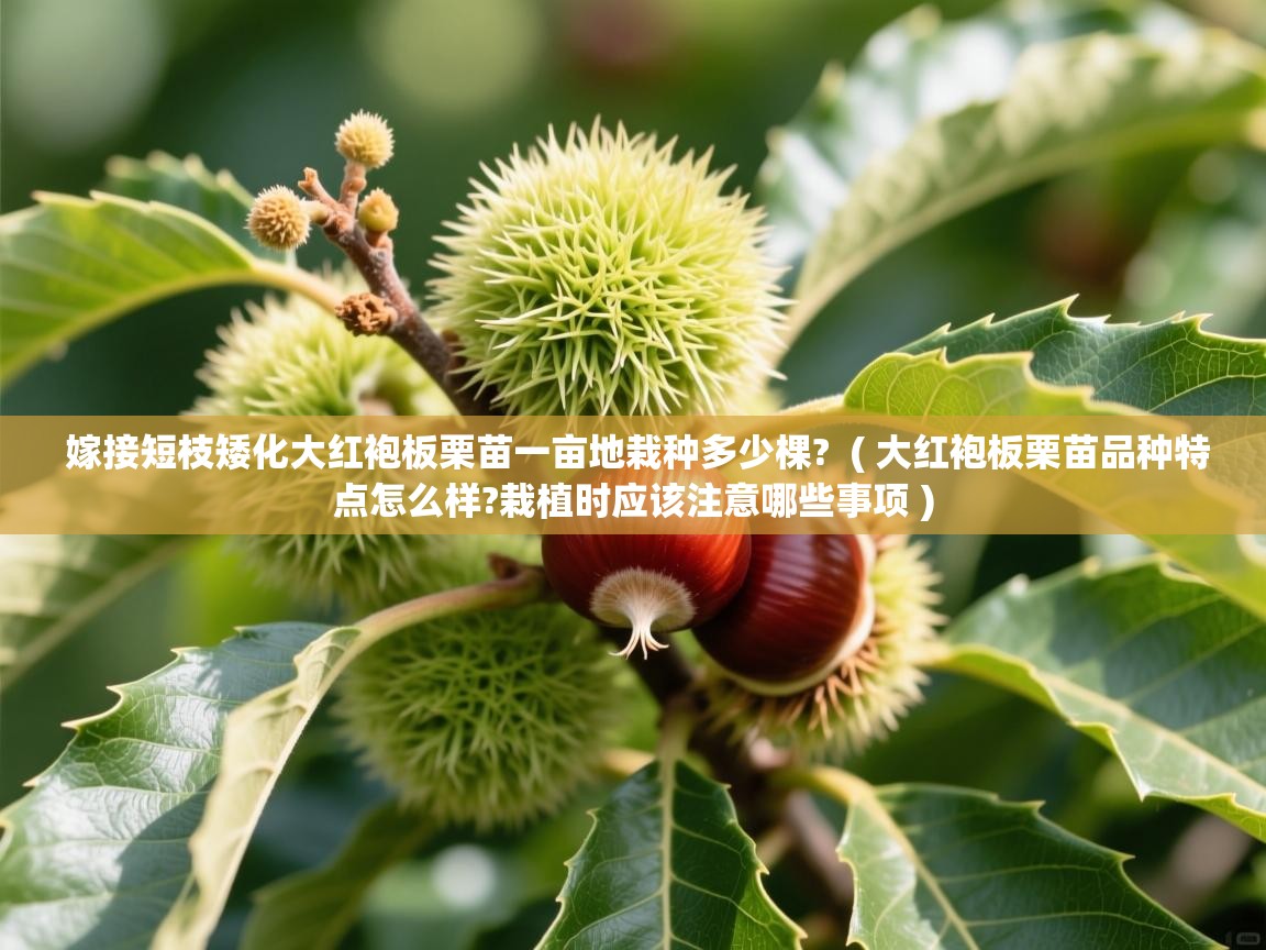  嫁接短枝矮化大红袍板栗苗一亩地栽种多少棵?  ( 大红袍板栗苗品种特点怎么样?栽植时应该注意哪些事项 )