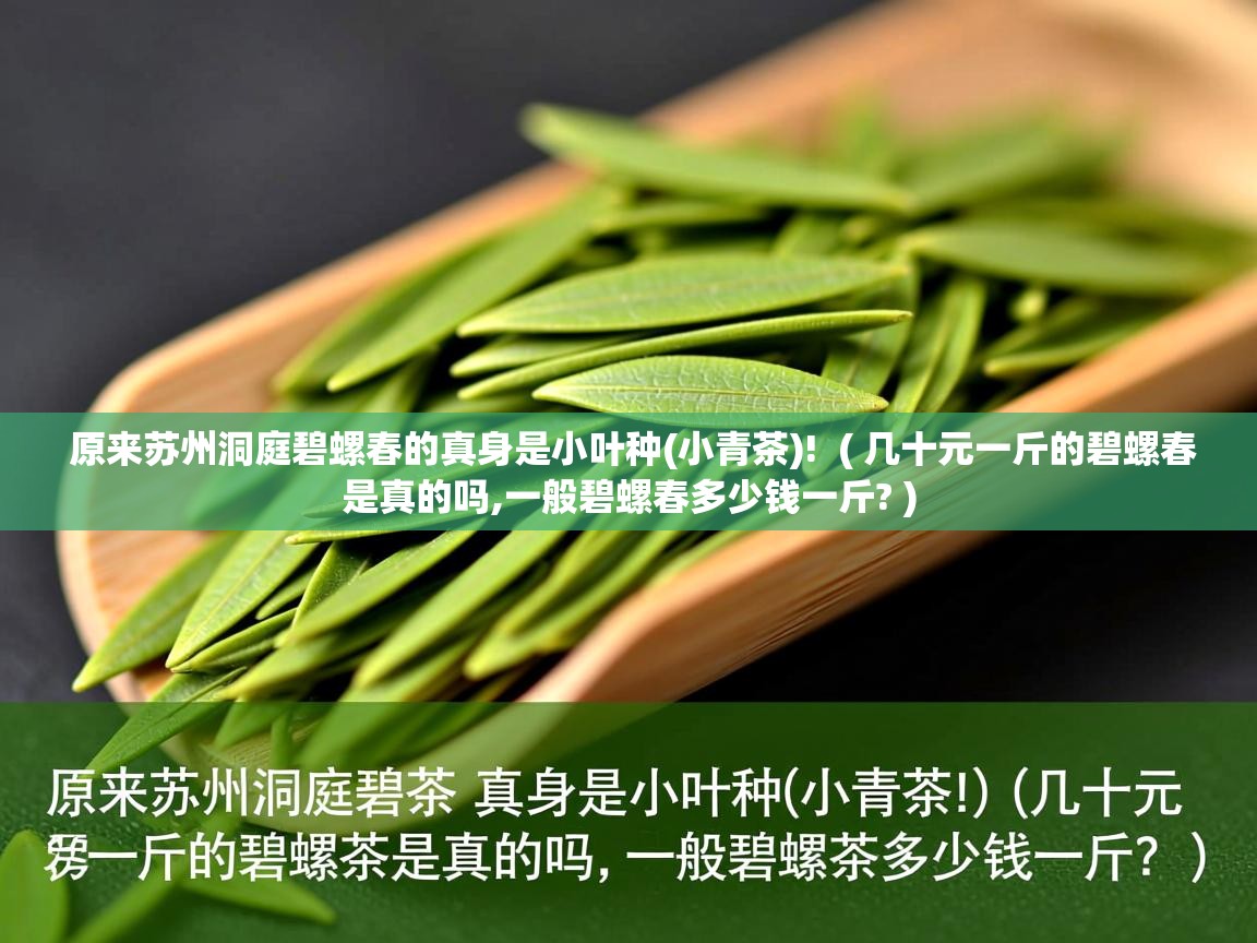 原来苏州洞庭碧螺春的真身是小叶种(小青茶)! ( 几十元一斤的碧螺春是真的吗,一般碧螺春多少钱一斤? ) 原来苏州洞庭碧螺春的真身是小叶种(小青茶)! ( 几十元一斤的碧螺春是真的吗,一般碧螺春多少钱一斤? )