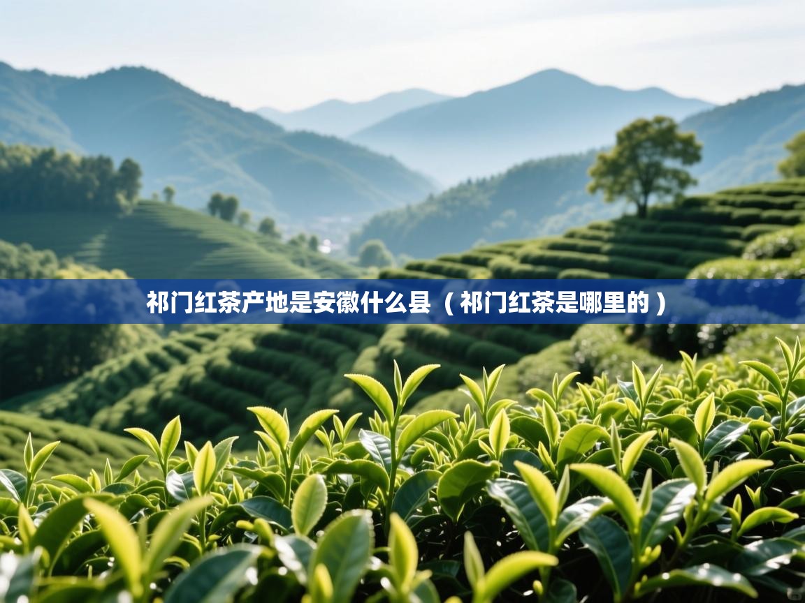 祁门红茶产地是安徽什么县 ( 祁门红茶是哪里的 ) 祁门红茶产地是安徽什么县 ( 祁门红茶是哪里的 )
