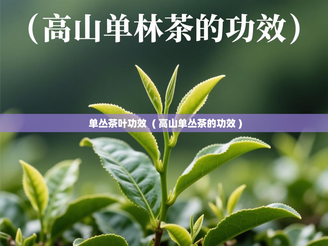  单丛茶叶功效  ( 高山单丛茶的功效 )