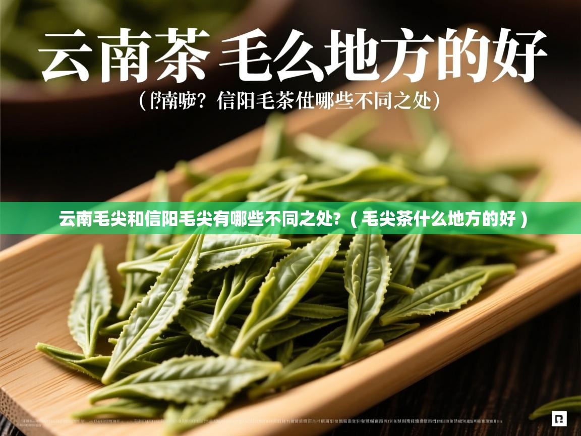  云南毛尖和信阳毛尖有哪些不同之处?  ( 毛尖茶什么地方的好 )