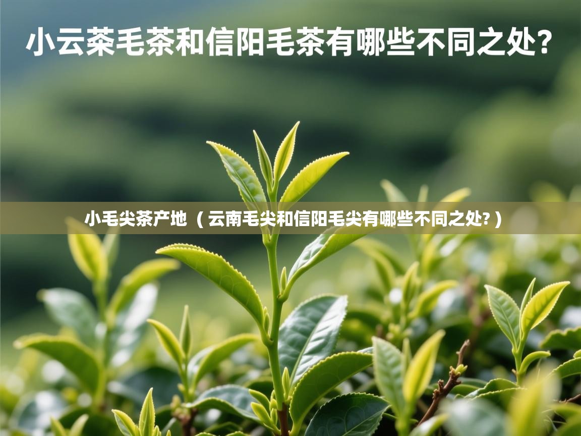  小毛尖茶产地  ( 云南毛尖和信阳毛尖有哪些不同之处? )
