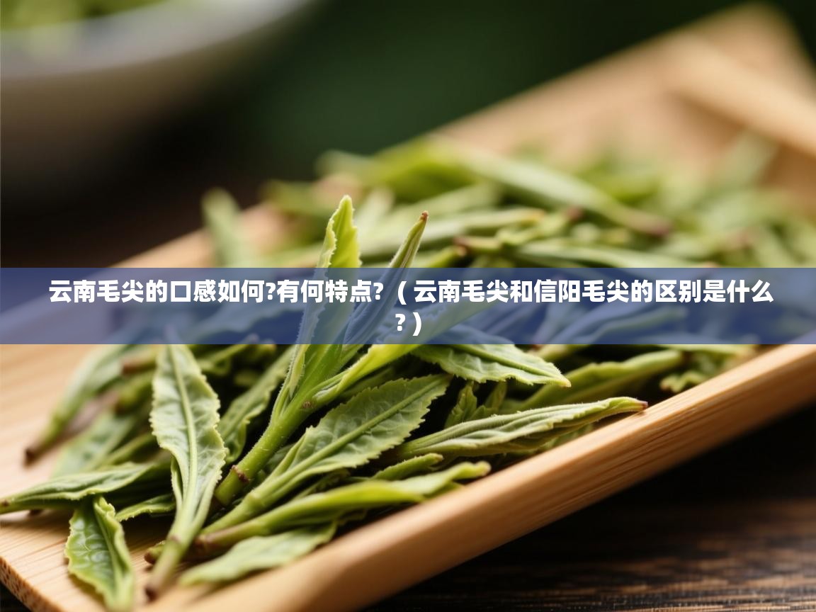  云南毛尖的口感如何?有何特点?  ( 云南毛尖和信阳毛尖的区别是什么? )