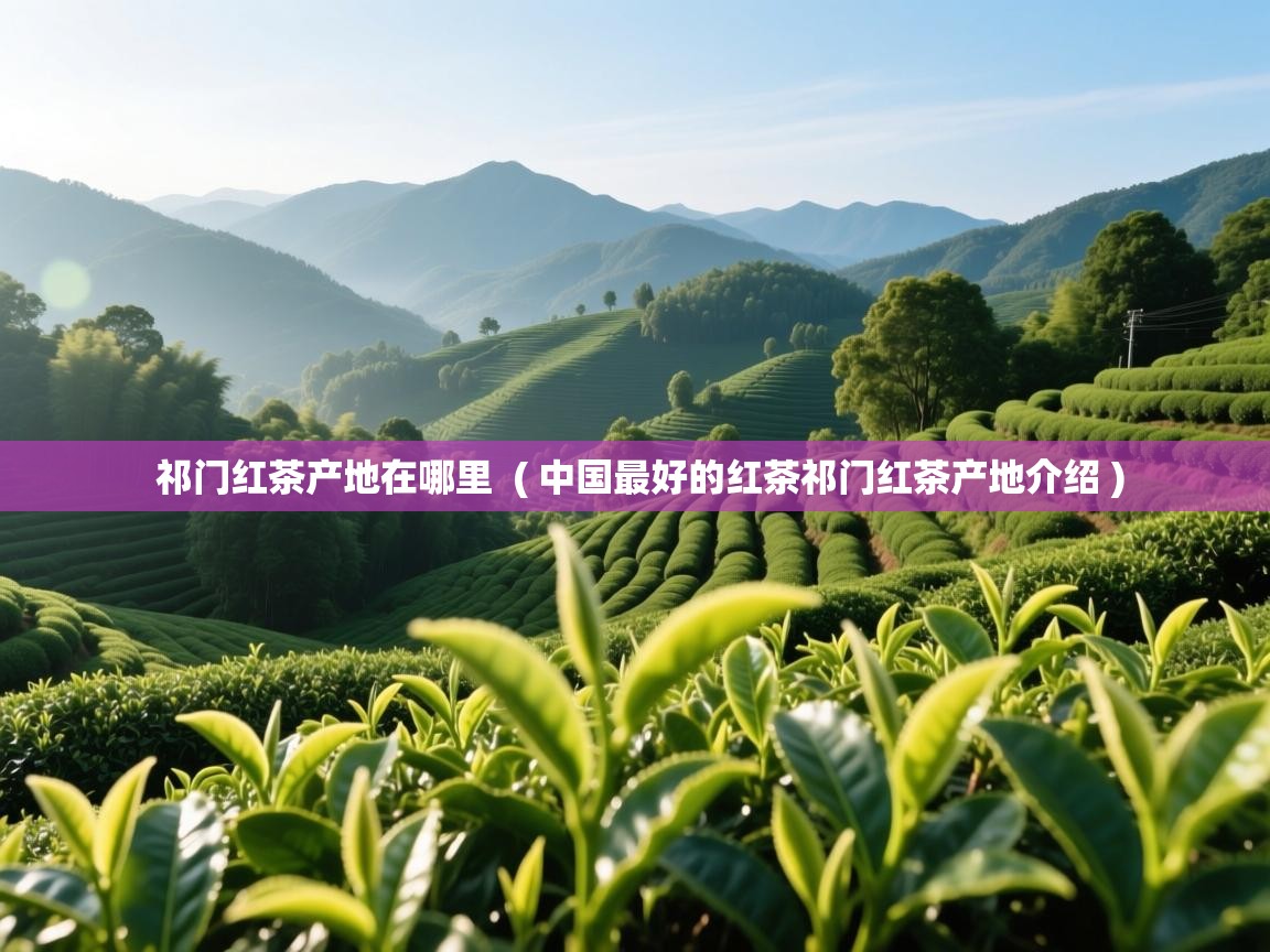 祁门红茶产地在哪里 ( 中国最好的红茶祁门红茶产地介绍 ) 祁门红茶产地在哪里 ( 中国最好的红茶祁门红茶产地介绍 )