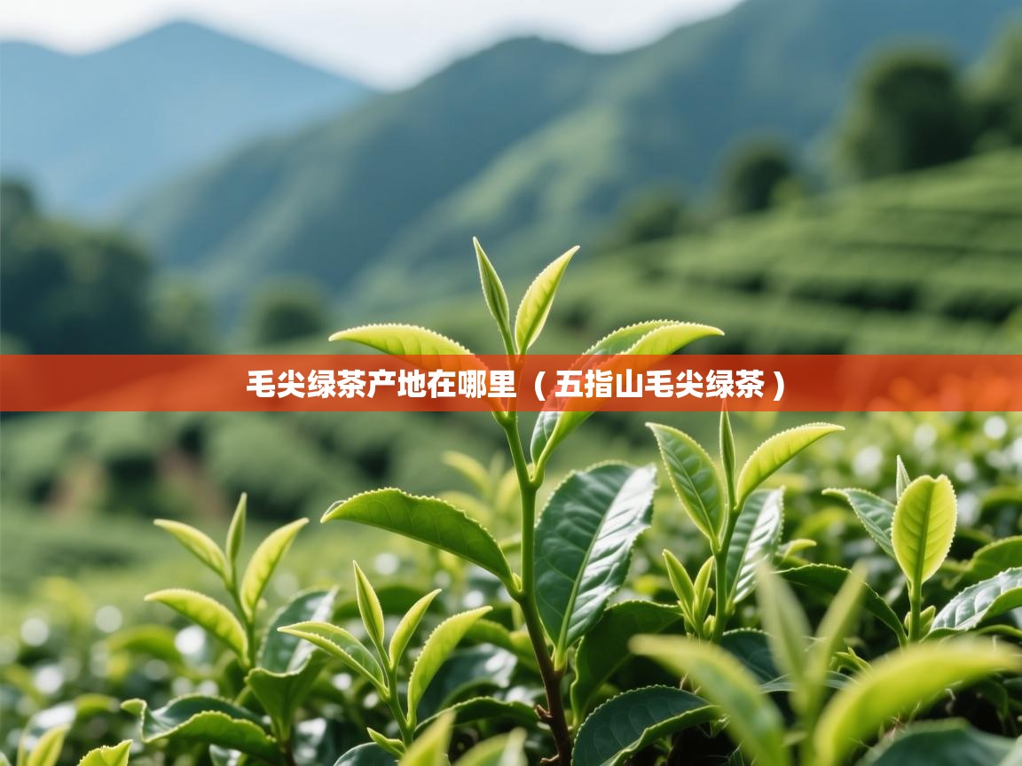  毛尖绿茶产地在哪里  ( 五指山毛尖绿茶 )