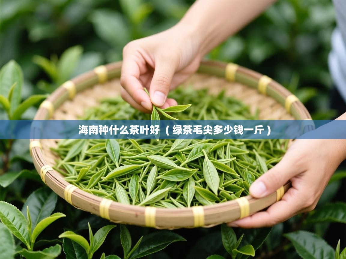  海南种什么茶叶好  ( 绿茶毛尖多少钱一斤 )