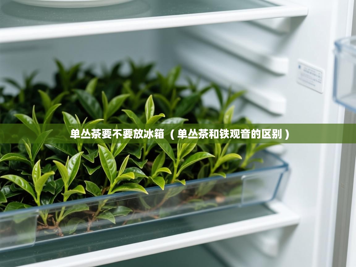  单丛茶要不要放冰箱  ( 单丛茶和铁观音的区别 )