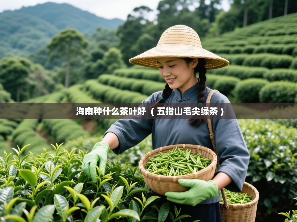  海南种什么茶叶好  ( 五指山毛尖绿茶 )