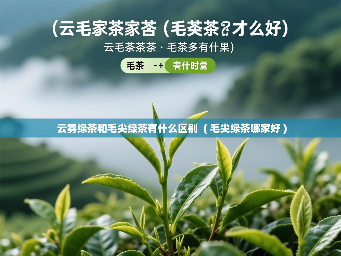  云雾绿茶和毛尖绿茶有什么区别  ( 毛尖绿茶哪家好 )