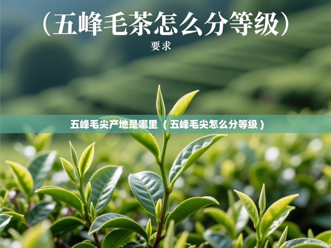  五峰毛尖产地是哪里  ( 五峰毛尖怎么分等级 )