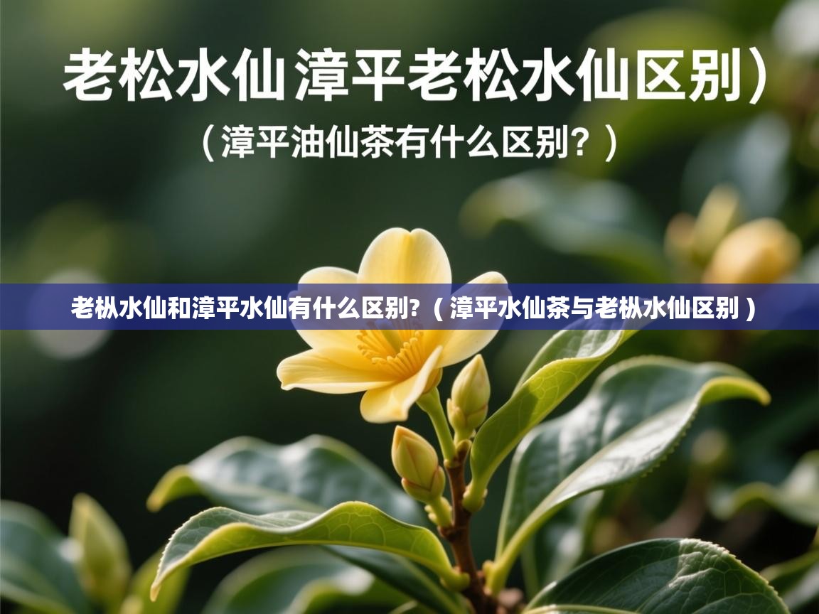  老枞水仙和漳平水仙有什么区别?  ( 漳平水仙茶与老枞水仙区别 )
