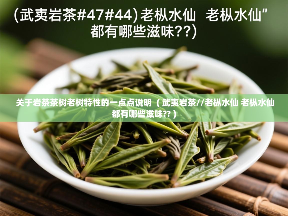  关于岩茶茶树老树特性的一点点说明  ( 武夷岩茶//老枞水仙 老枞水仙都有哪些滋味?? )