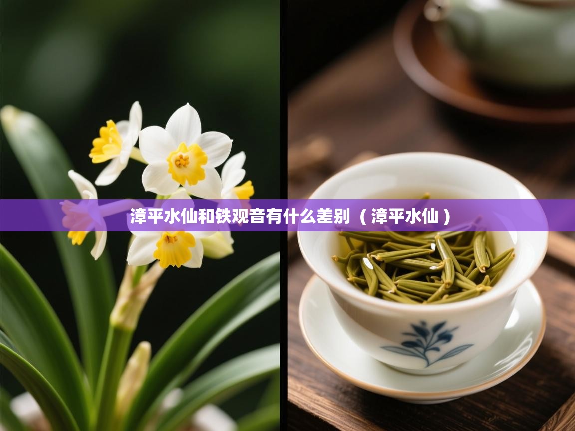 漳平水仙和铁观音有什么差别 ( 漳平水仙 ) 漳平水仙和铁观音有什么差别 ( 漳平水仙 )