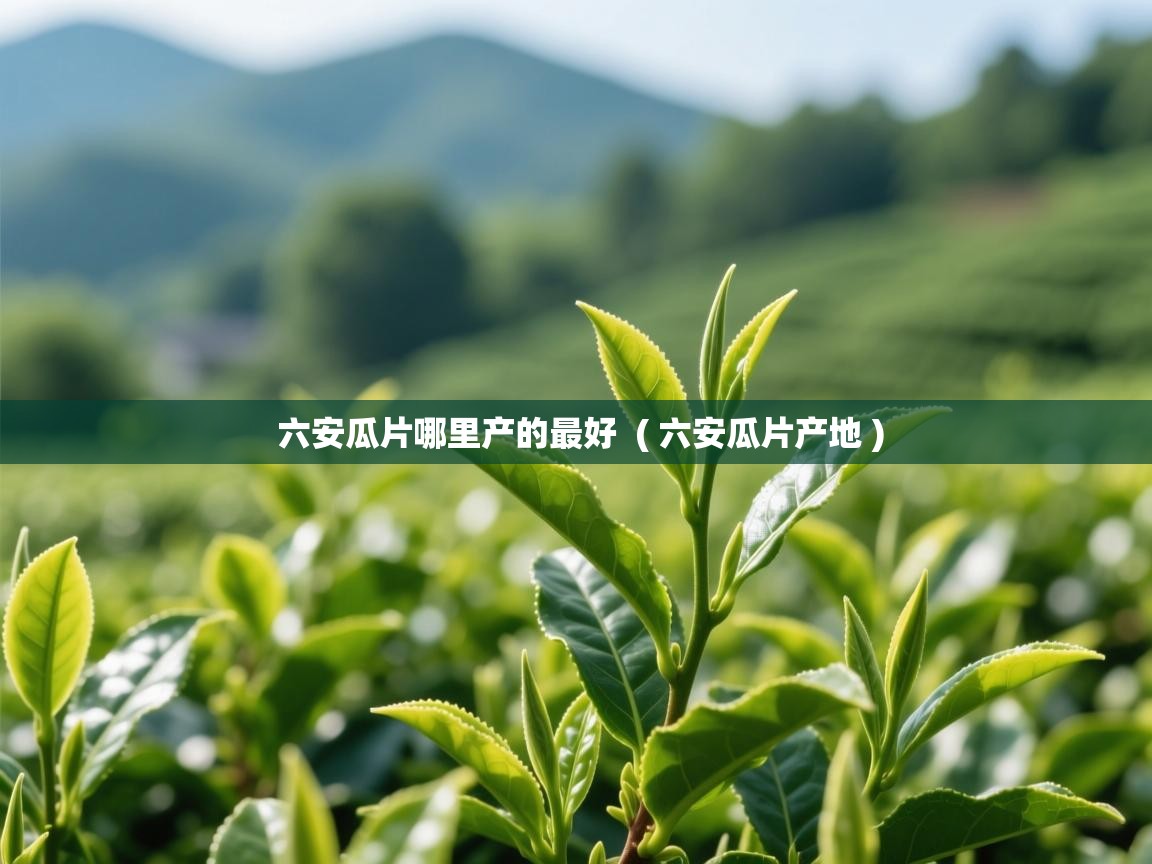 六安瓜片哪里产的最好 ( 六安瓜片产地 ) 六安瓜片哪里产的最好 ( 六安瓜片产地 )