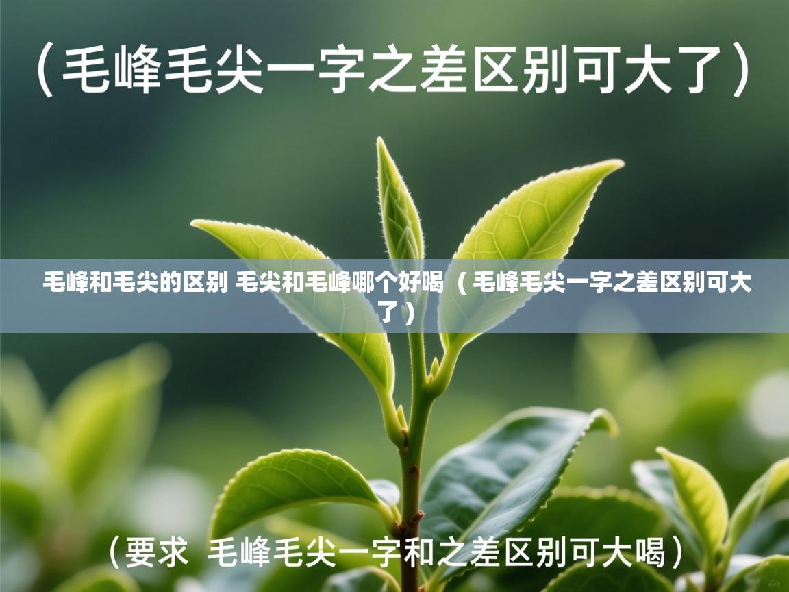 毛峰和毛尖的区别 毛尖和毛峰哪个好喝 ( 毛峰毛尖一字之差区别可大了 ) 毛峰和毛尖的区别 毛尖和毛峰哪个好喝 ( 毛峰毛尖一字之差区别可大了 )