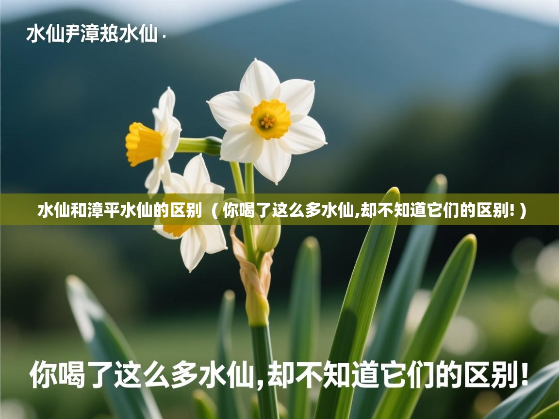  水仙和漳平水仙的区别  ( 你喝了这么多水仙,却不知道它们的区别! )