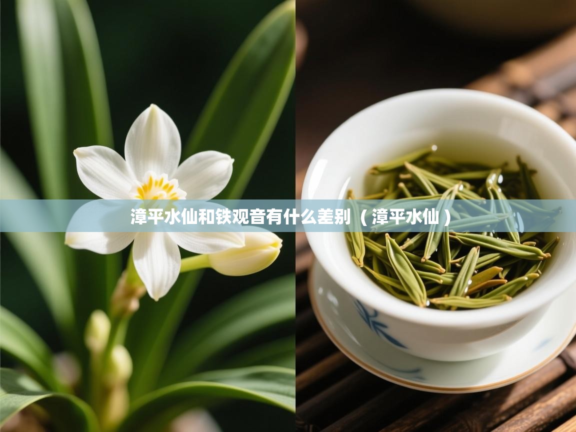  漳平水仙和铁观音有什么差别  ( 漳平水仙 )