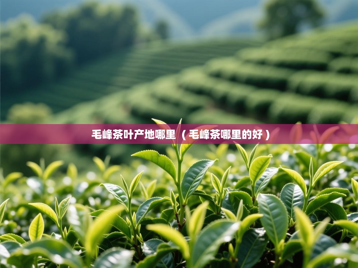 毛峰茶叶产地哪里 ( 毛峰茶哪里的好 ) 毛峰茶叶产地哪里 ( 毛峰茶哪里的好 )