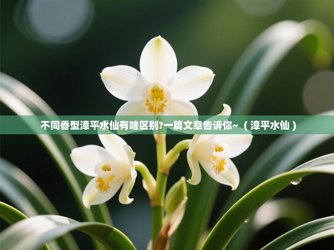 不同香型漳平水仙有啥区别?一篇文章告诉你~ ( 漳平水仙 ) 不同香型漳平水仙有啥区别?一篇文章告诉你~ ( 漳平水仙 )