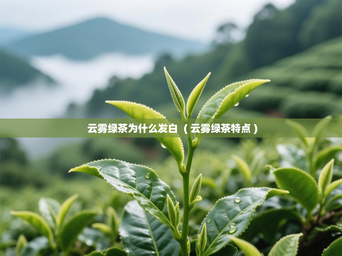  云雾绿茶为什么发白  ( 云雾绿茶特点 )
