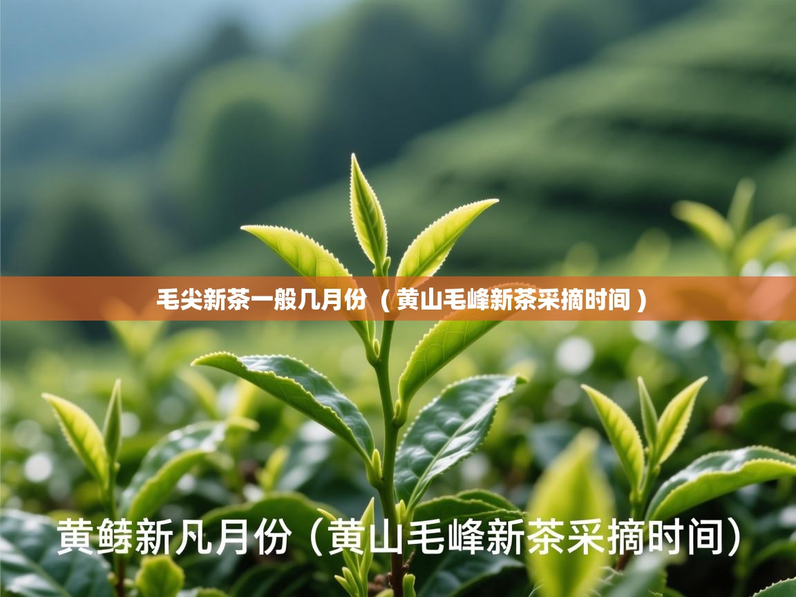 毛尖新茶一般几月份 ( 黄山毛峰新茶采摘时间 ) 毛尖新茶一般几月份 ( 黄山毛峰新茶采摘时间 )