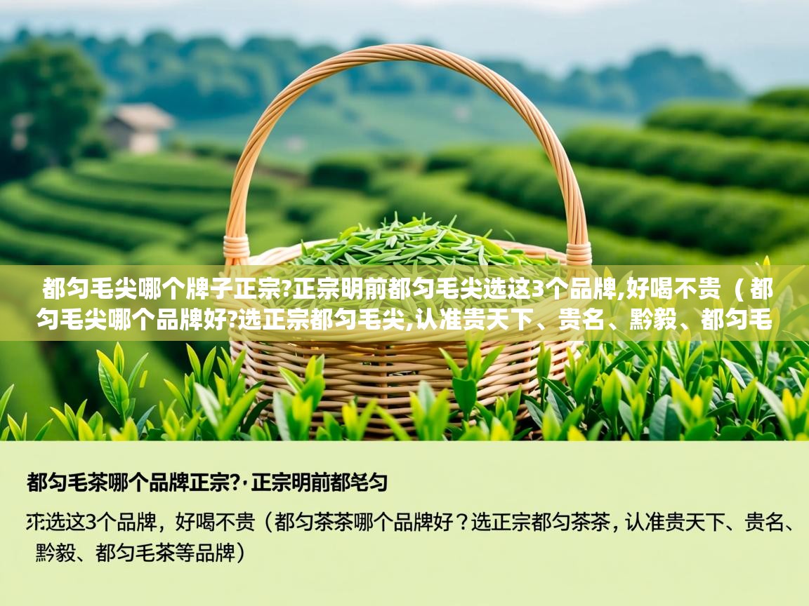  都匀毛尖哪个牌子正宗?正宗明前都匀毛尖选这3个品牌,好喝不贵  ( 都匀毛尖哪个品牌好?选正宗都匀毛尖,认准贵天下、贵名、黔毅、都匀毛尖等品牌 )