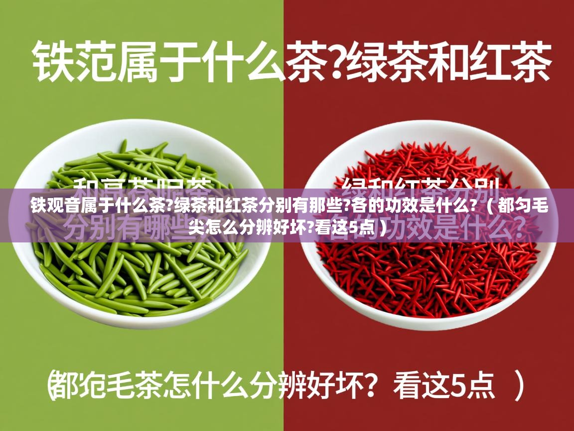 铁观音属于什么茶?绿茶和红茶分别有那些?各的功效是什么? ( 都匀毛尖怎么分辨好坏?看这5点 ) 铁观音属于什么茶?绿茶和红茶分别有那些?各的功效是什么? ( 都匀毛尖怎么分辨好坏?看这5点 )