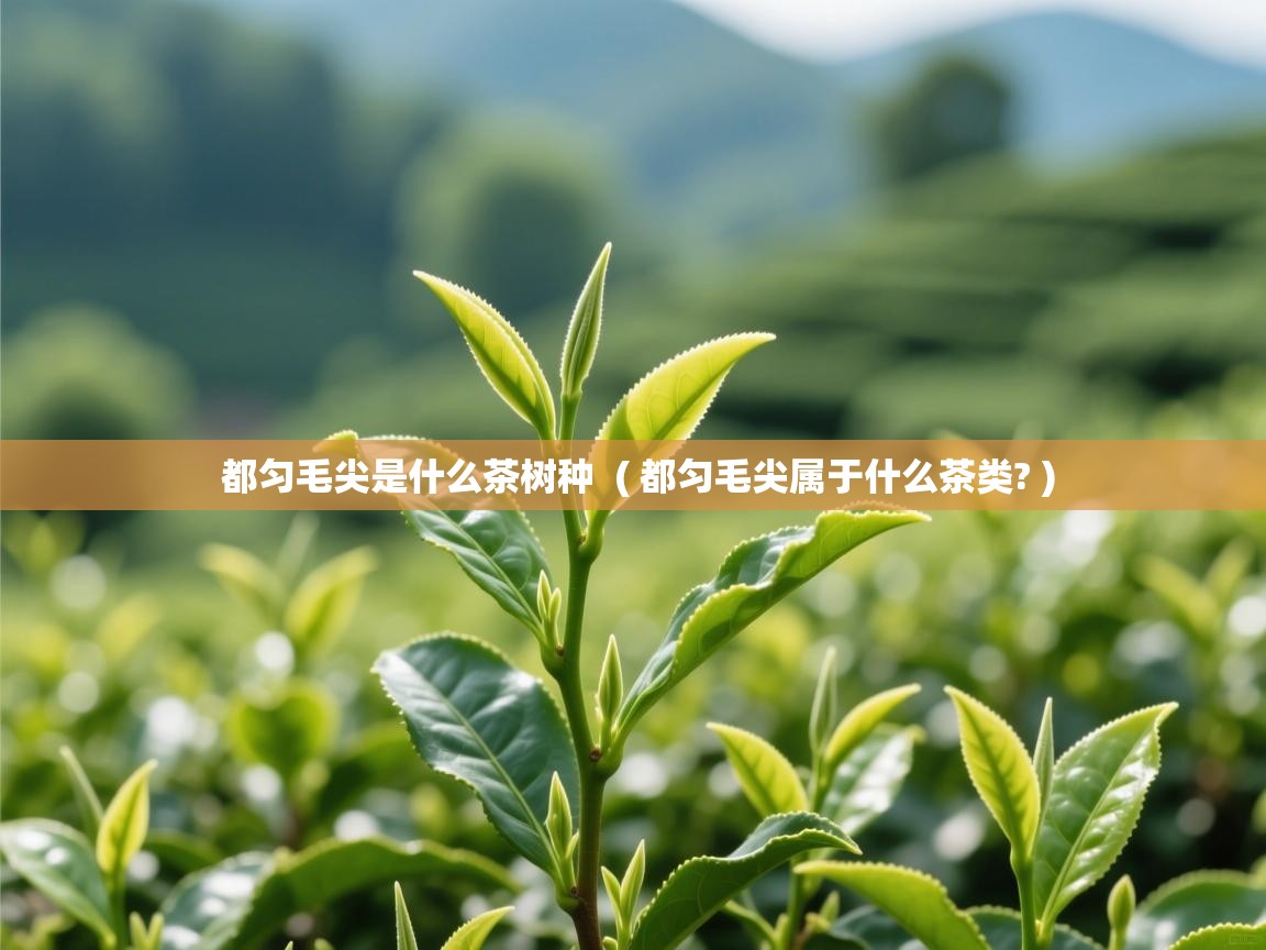  都匀毛尖是什么茶树种  ( 都匀毛尖属于什么茶类? )