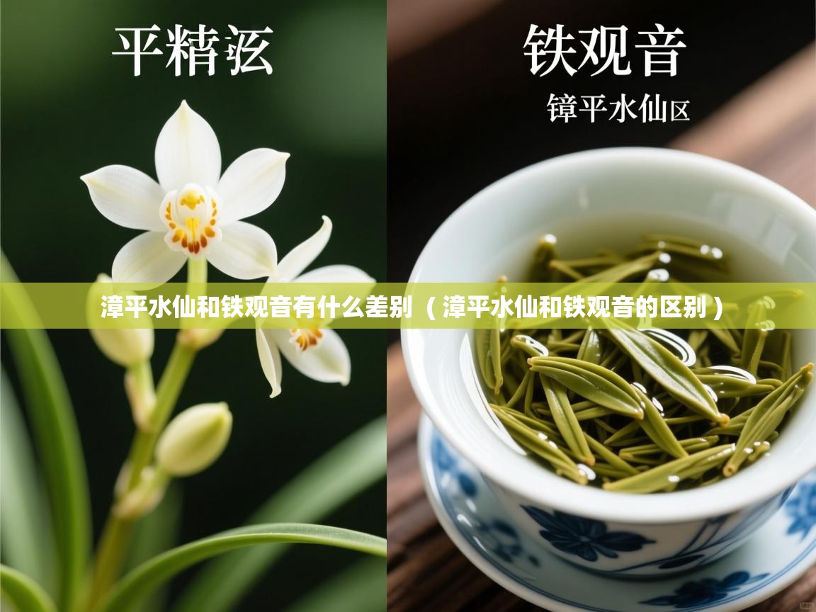 漳平水仙和铁观音有什么差别 ( 漳平水仙和铁观音的区别 ) 漳平水仙和铁观音有什么差别 ( 漳平水仙和铁观音的区别 )