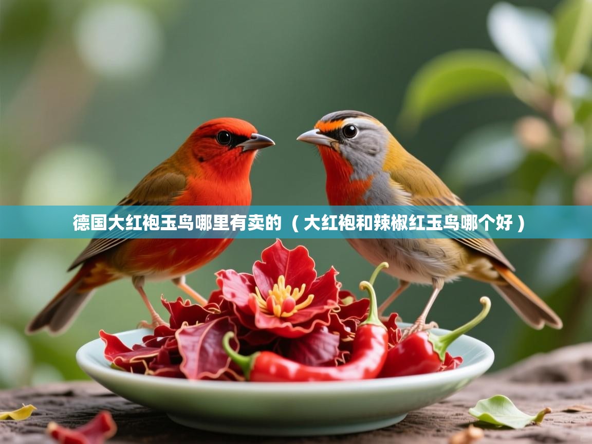 德国大红袍玉鸟哪里有卖的 ( 大红袍和辣椒红玉鸟哪个好 ) 德国大红袍玉鸟哪里有卖的 ( 大红袍和辣椒红玉鸟哪个好 )