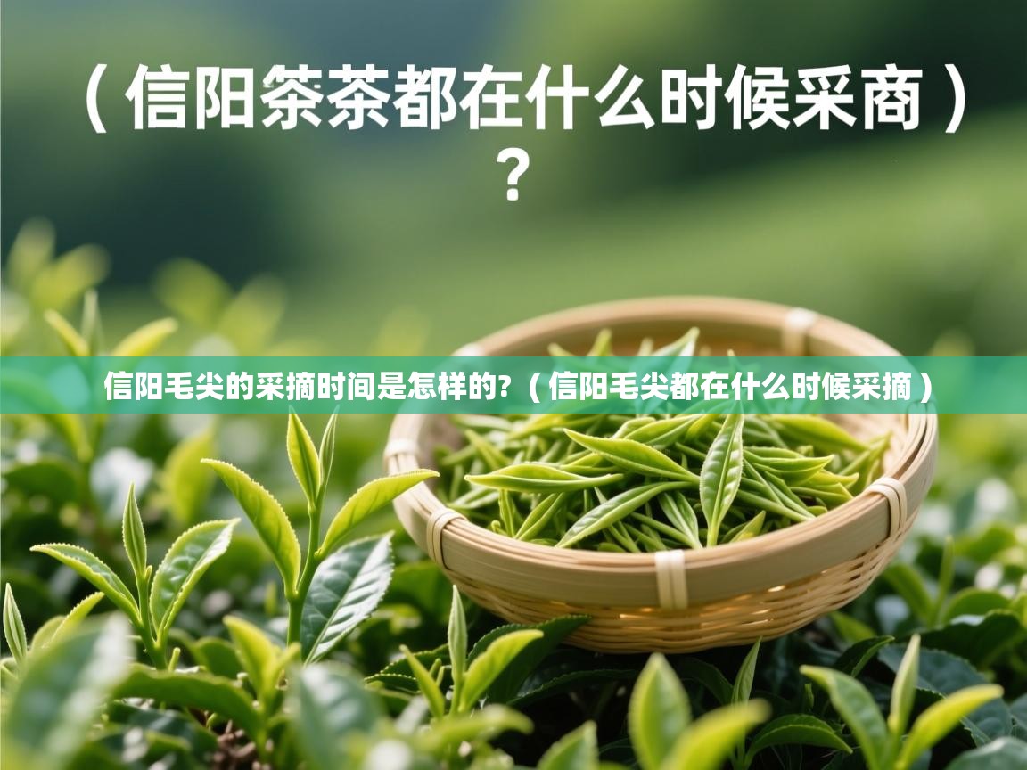 信阳毛尖的采摘时间是怎样的? ( 信阳毛尖都在什么时候采摘 ) 信阳毛尖的采摘时间是怎样的? ( 信阳毛尖都在什么时候采摘 )
