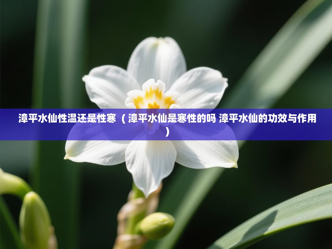 漳平水仙性温还是性寒 ( 漳平水仙是寒性的吗 漳平水仙的功效与作用 ) 漳平水仙性温还是性寒 ( 漳平水仙是寒性的吗 漳平水仙的功效与作用 )